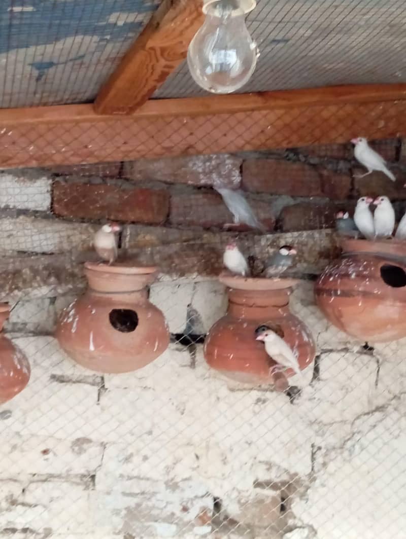 Fawn  Java  For Sale 1