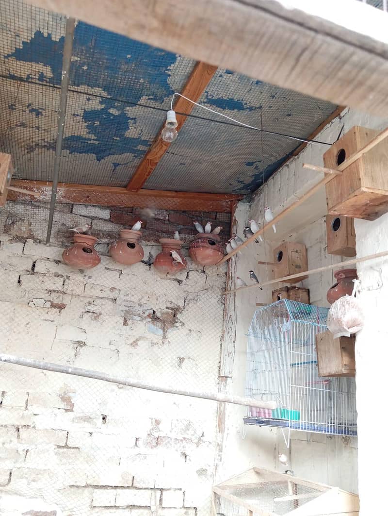 Fawn  Java  For Sale 2