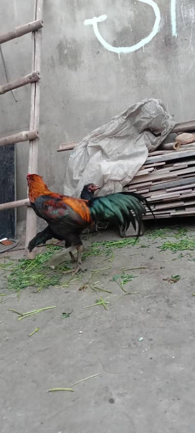 pure Aseel tahi murga or 2 madi Aseel tahi for sale price. 40000