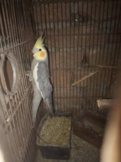 beautiful and healthy cocktail pairs and males for sale available