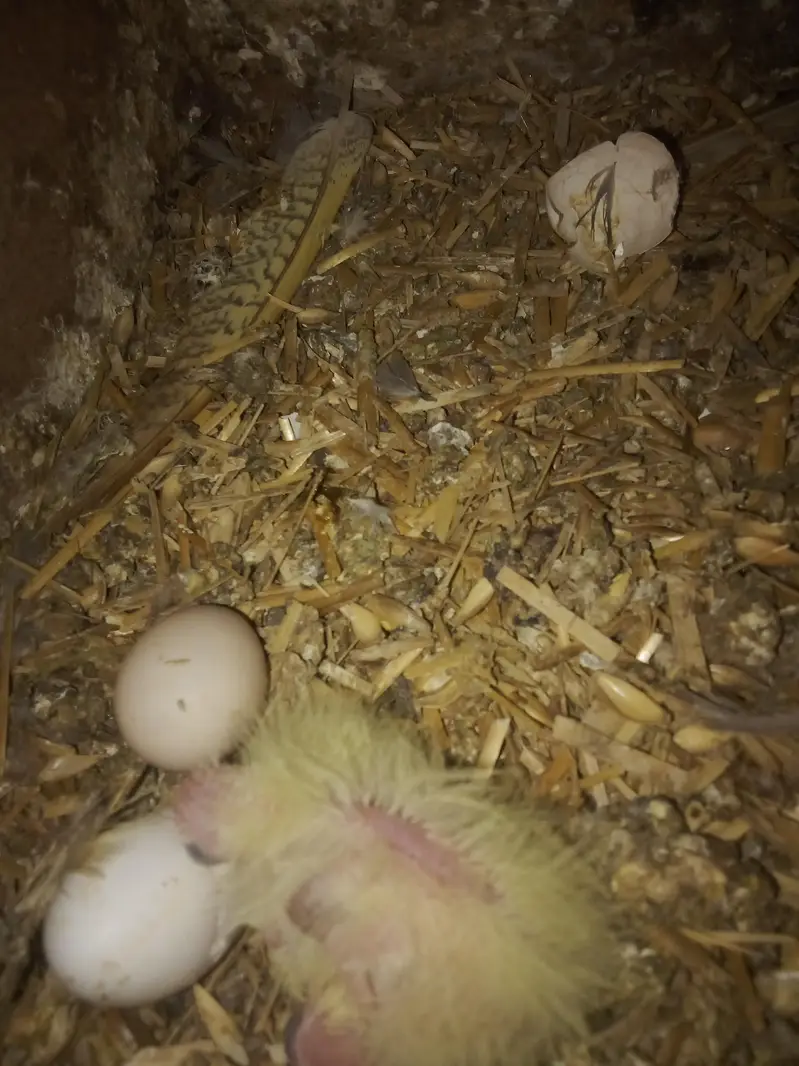beautiful and healthy cocktail pairs and males for sale available — photo 2