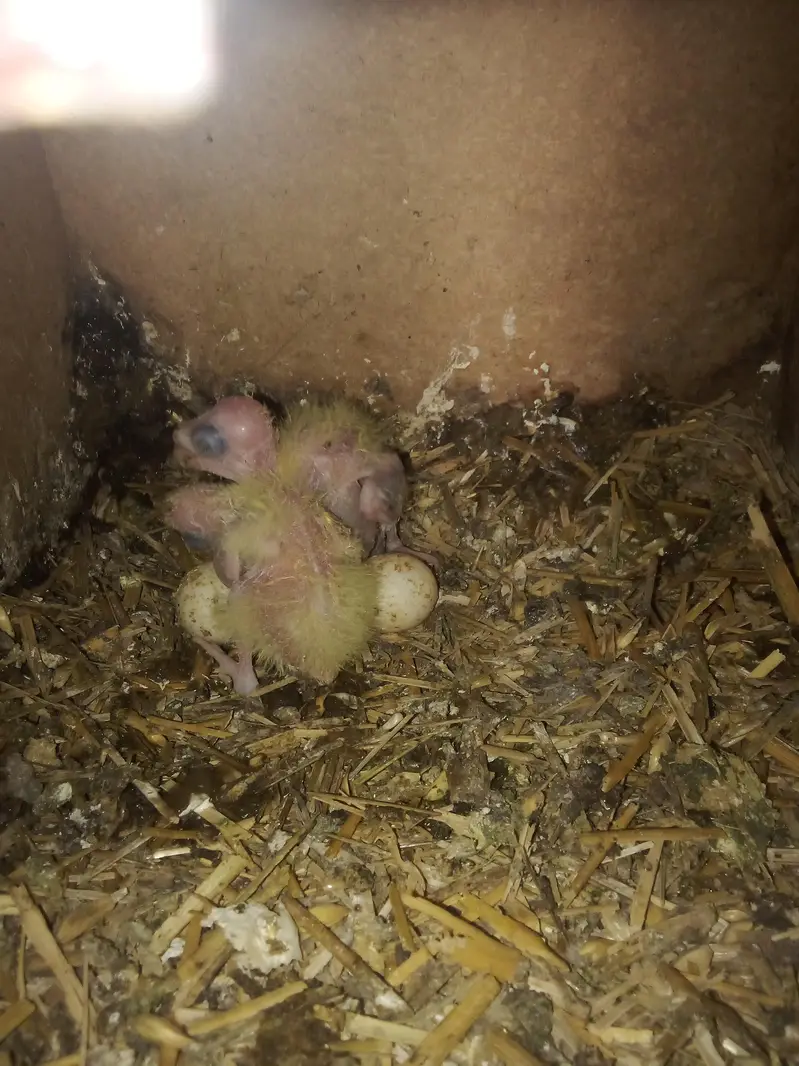 beautiful and healthy cocktail pairs and males for sale available — photo 3