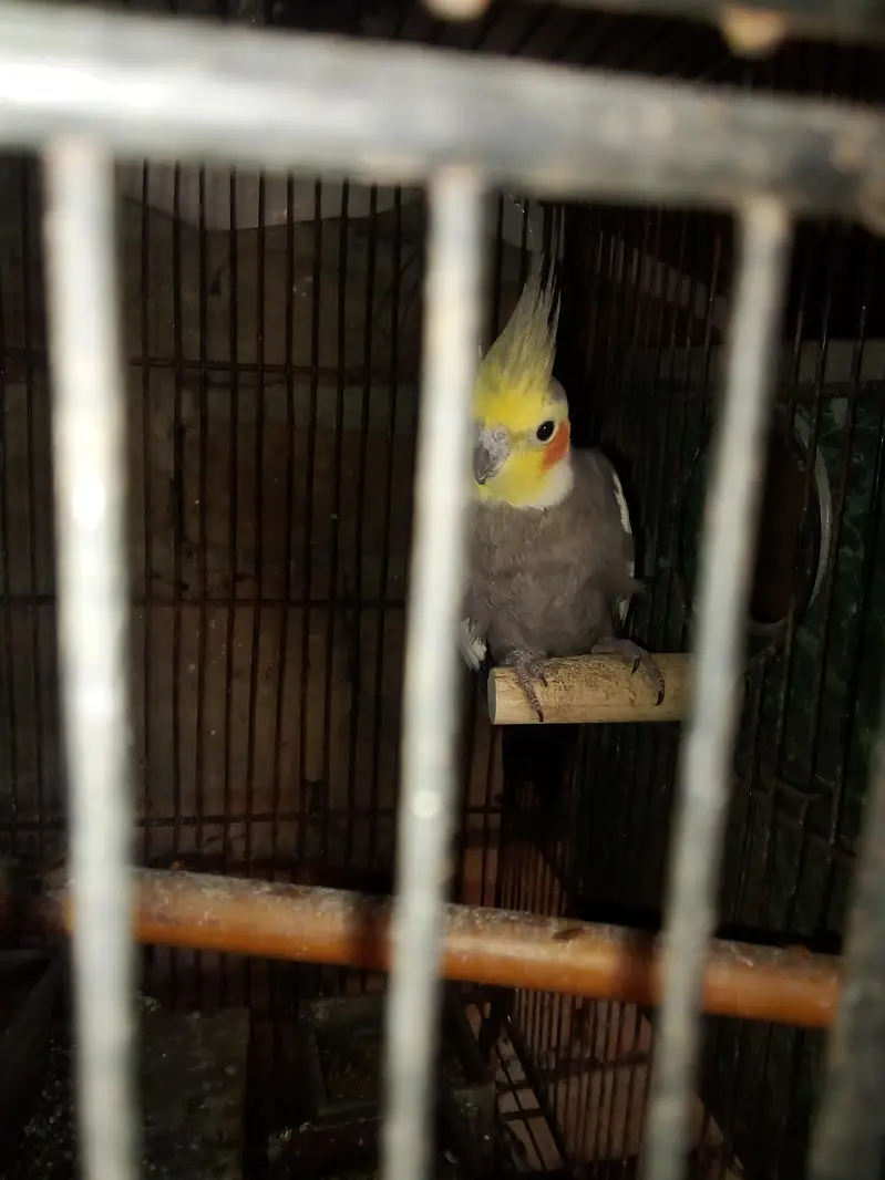 beautiful and healthy cocktail pairs and males for sale available — photo 4