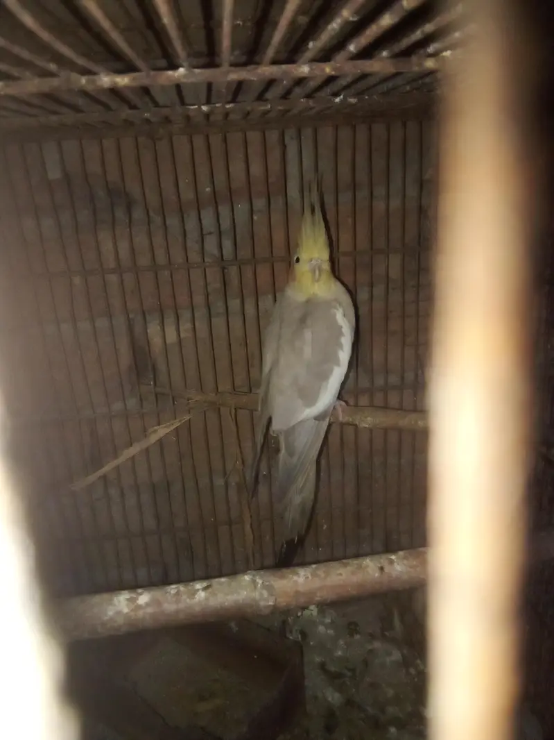 beautiful and healthy cocktail pairs and males for sale available — photo 5
