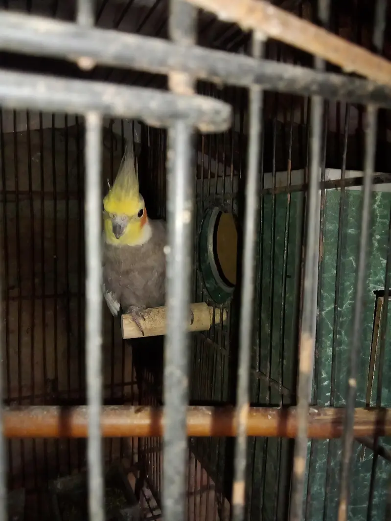 beautiful and healthy cocktail pairs and males for sale available — photo 7