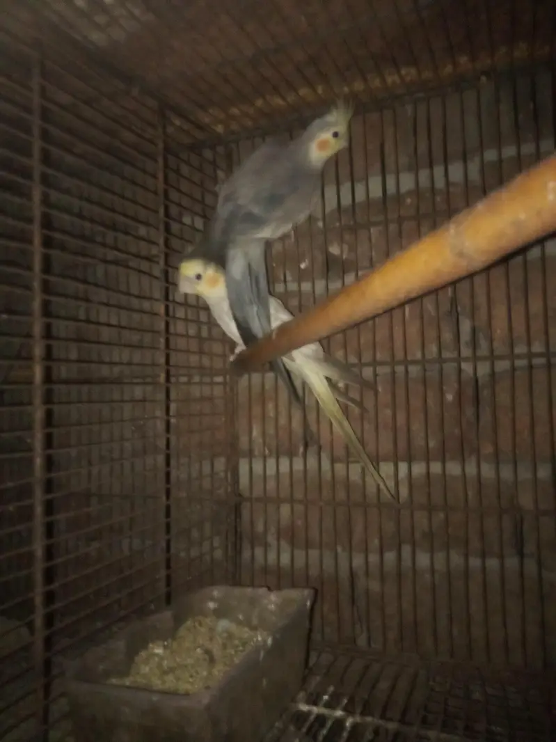 beautiful and healthy cocktail pairs and males for sale available — photo 9