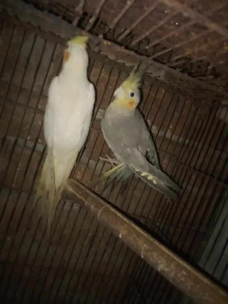 beautiful and healthy cocktail pairs and males for sale available — photo 10