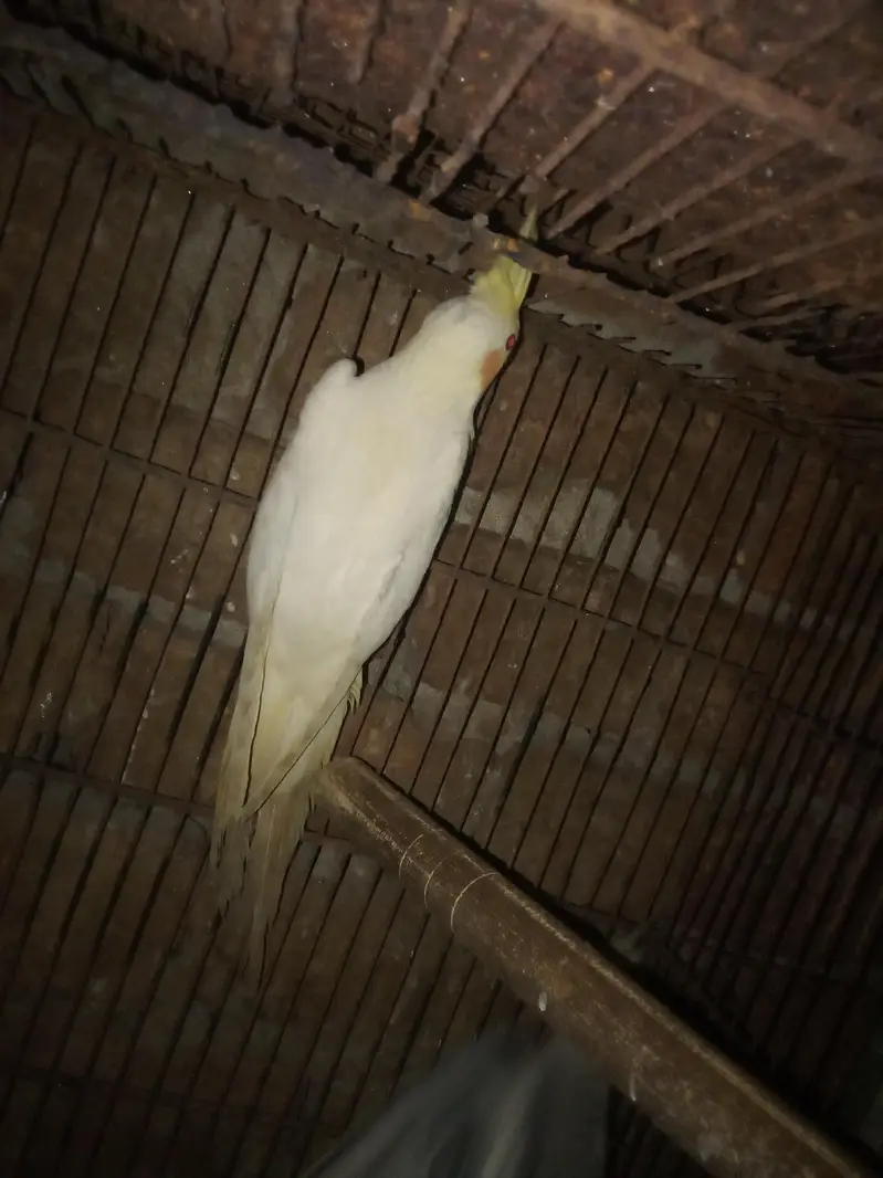 beautiful and healthy cocktail pairs and males for sale available — photo 11