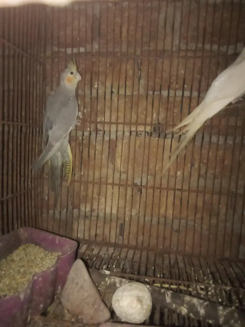 beautiful and healthy cocktail pairs and males for sale available — photo 12