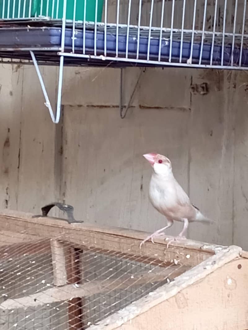 Fawn  Java  For Sale 3