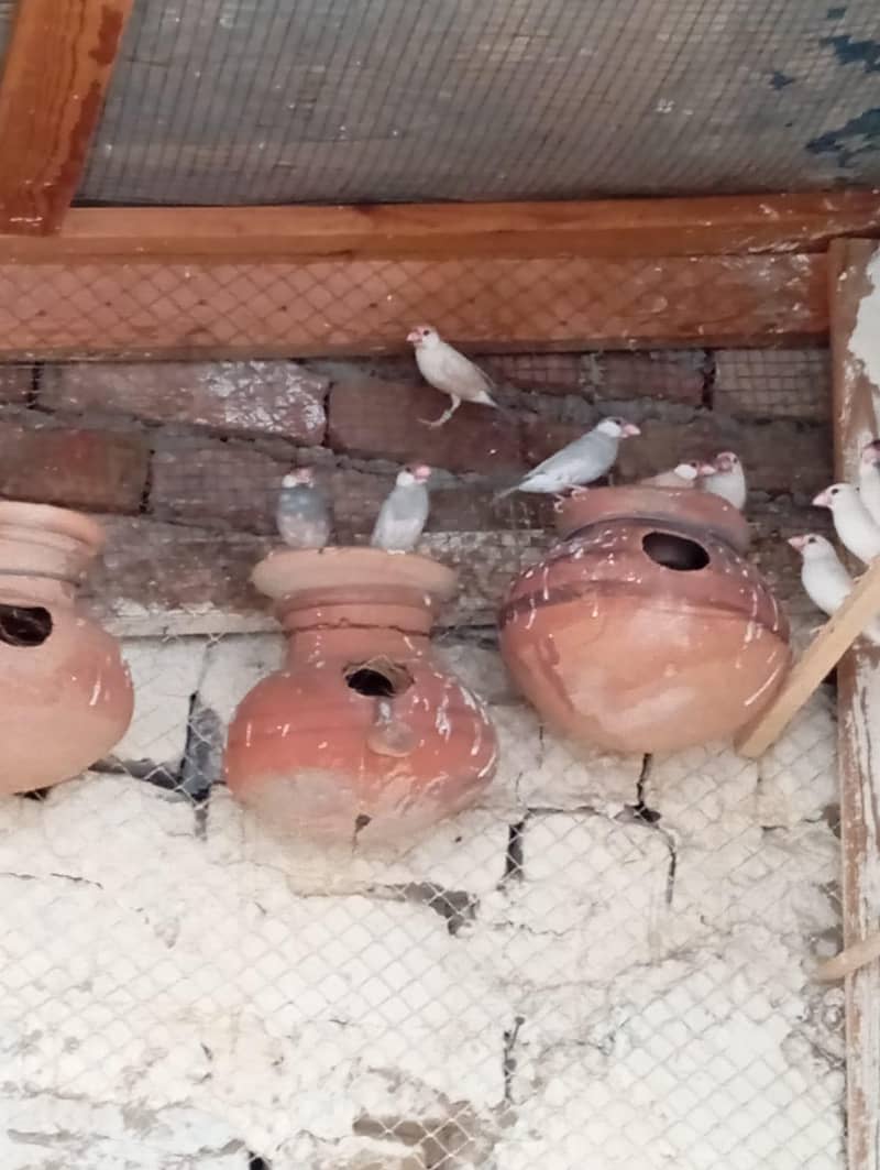 Fawn  Java  For Sale 4