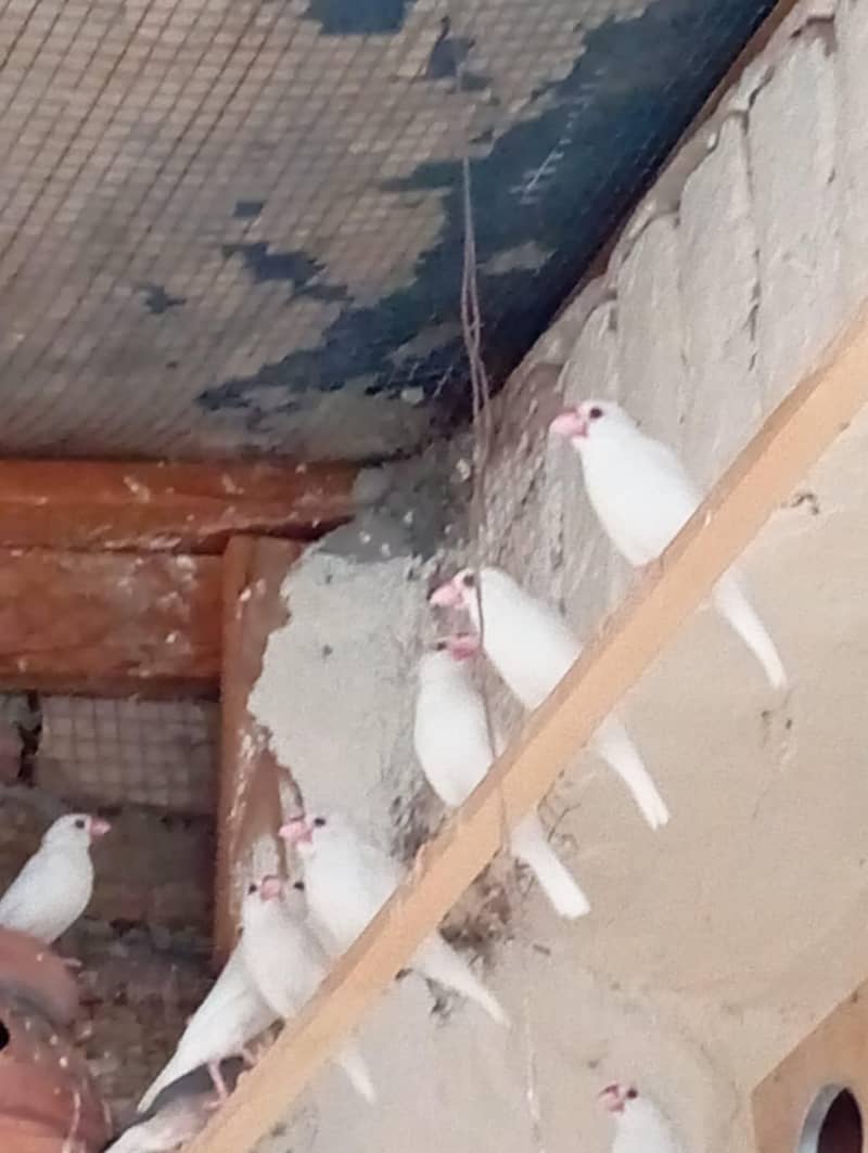 Fawn  Java  For Sale 5