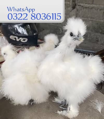 Chicks Fancy Hens White Silkie