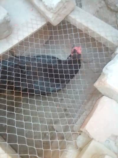 pure fit and halthy hen desi ando pr