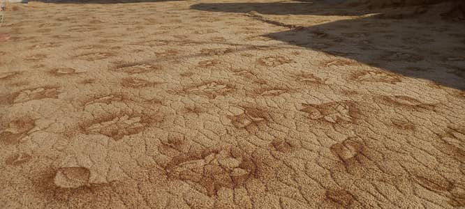 carpet 2 size available here 12x2x0 or 12x12