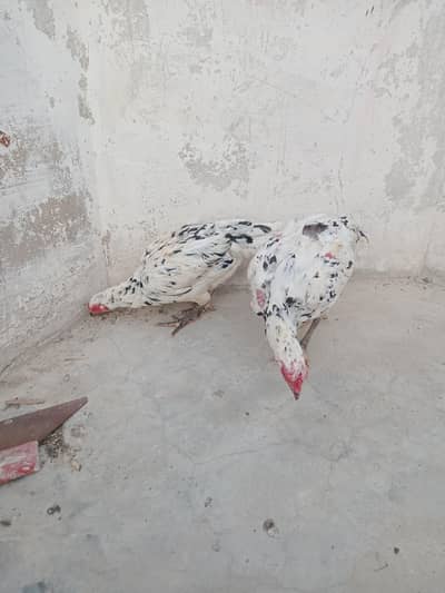 Thai Cross aseel madiyan