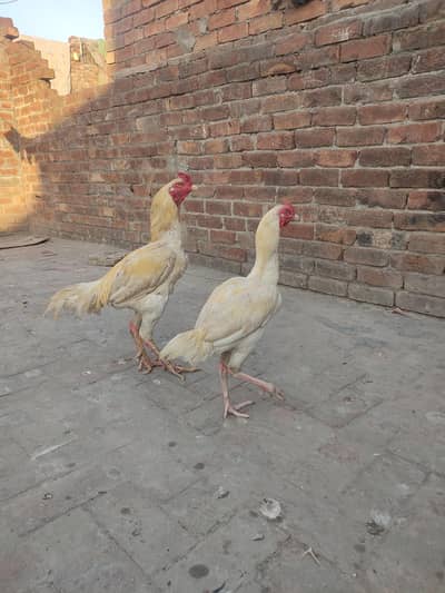 Heera aseel for sale