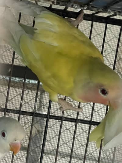 Love Bird self pathy