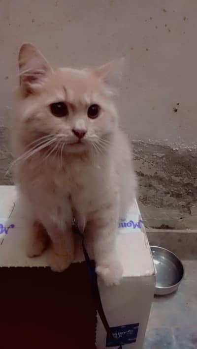 Persian cat for sale