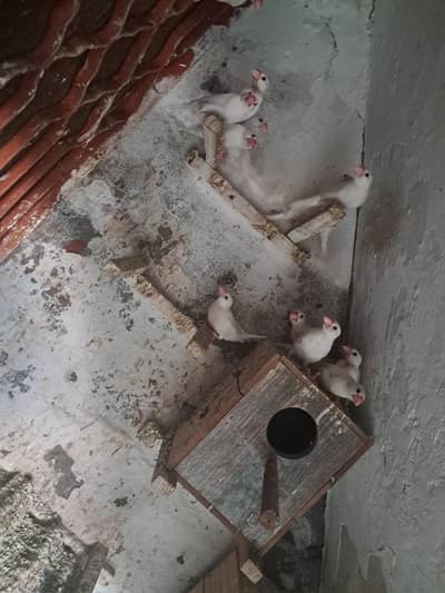 white jave birds available for sale