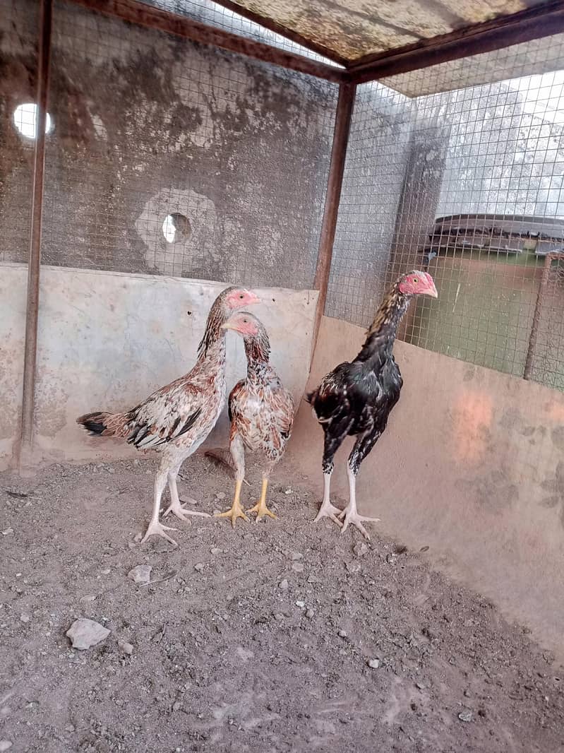 Aseel desi java breed 03335109277 0