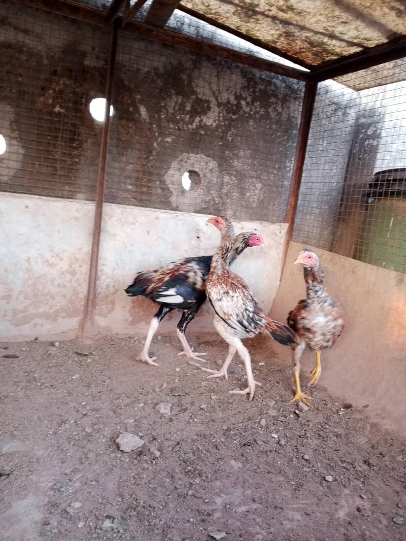 Aseel desi java breed 03335109277 1