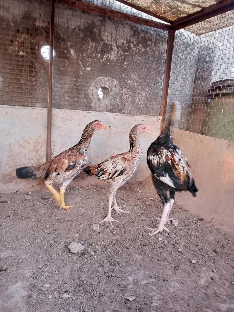 Aseel desi java breed 03335109277 2