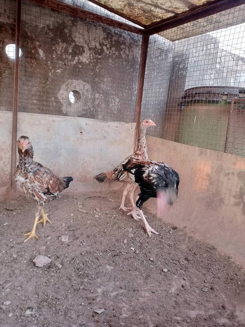 Aseel desi java breed 03335109277 3