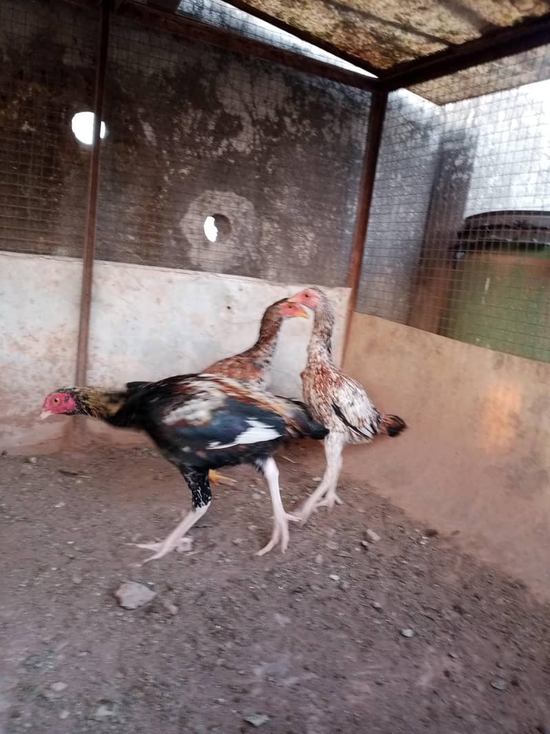 Aseel desi java breed 03335109277 4