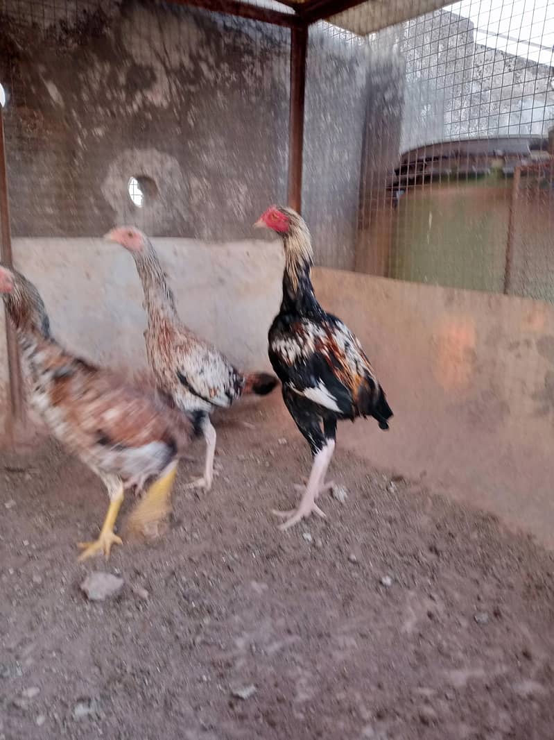 Aseel desi java breed 03335109277 5