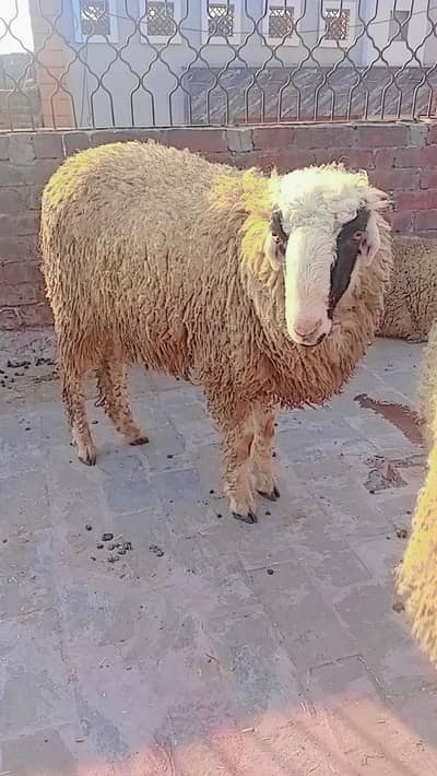 Desi Mundra 3 Chatra