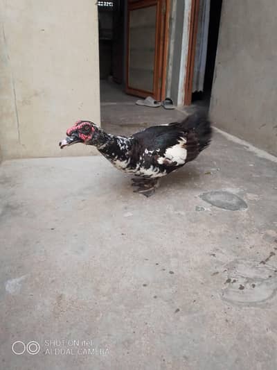 Muscovy duck only male