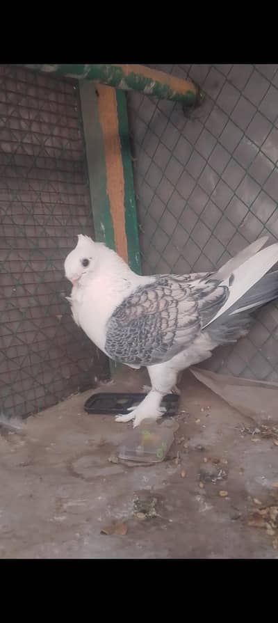 sentinant breeder male