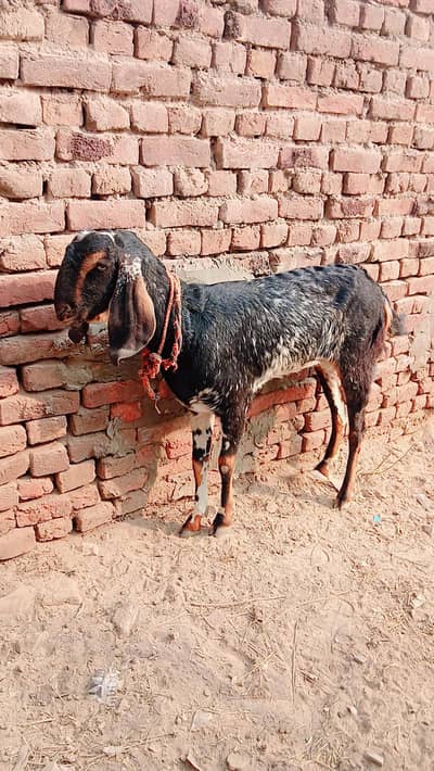 female goat (rabtay k liye numbr 03376154808)
