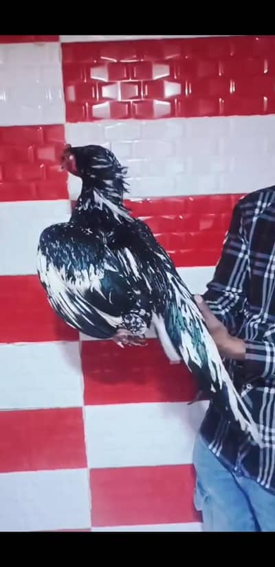 Lasani Breeder 03100024337