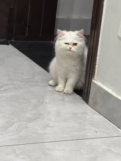 Persian Kitten