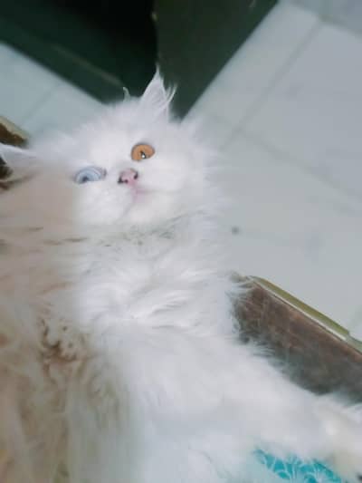 My cat beautiful active little train old aye color MashAllah 