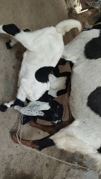 bakri 2 bachO k Sath or 1 bakra