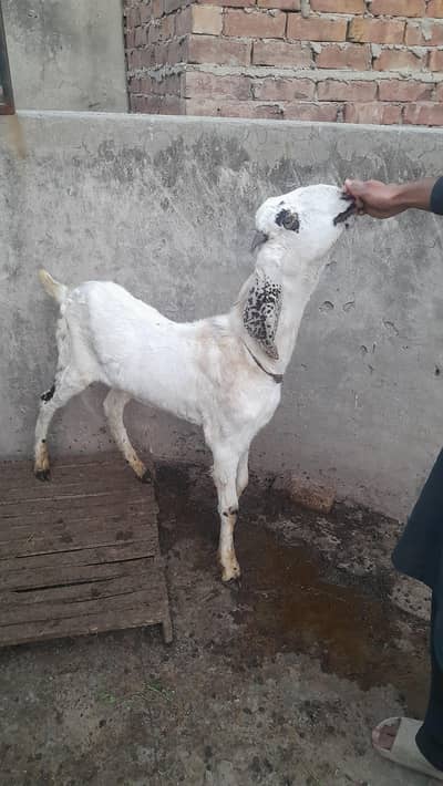 Desi bakra