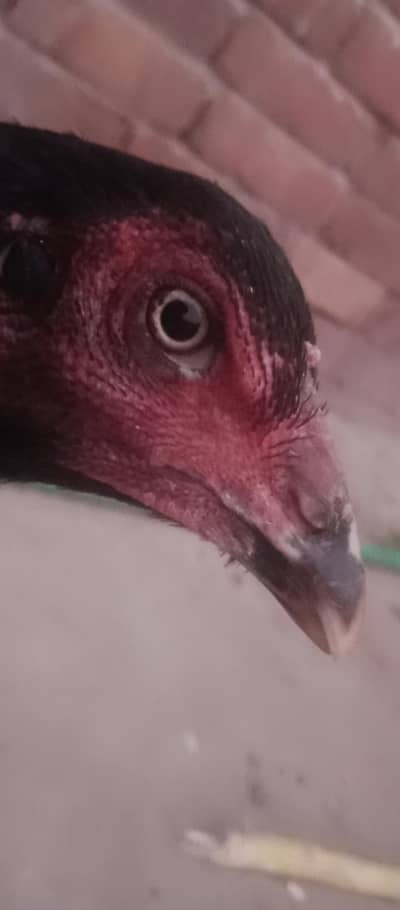 important Thai aseel