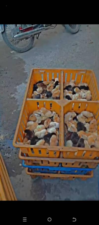 golden misri chikis 7 day available