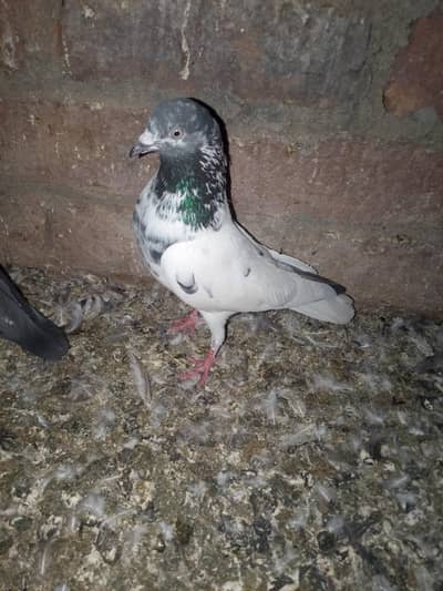 10 phatay phataiya for sale 03105074582