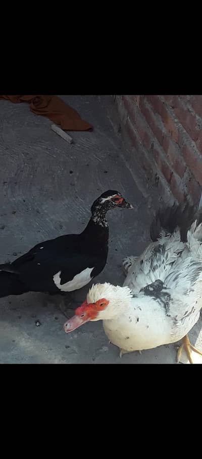 mascove ducks & cages