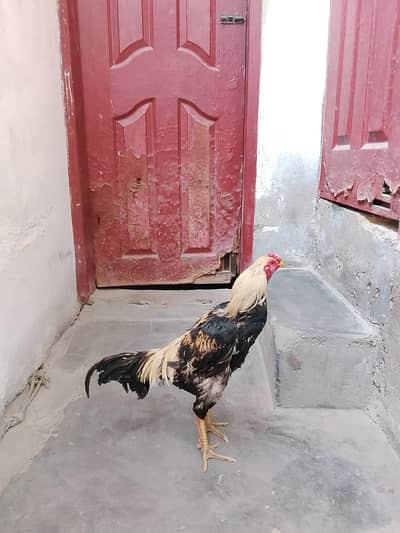 Black jawa murgha for sale