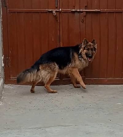 long hight germ shepherd