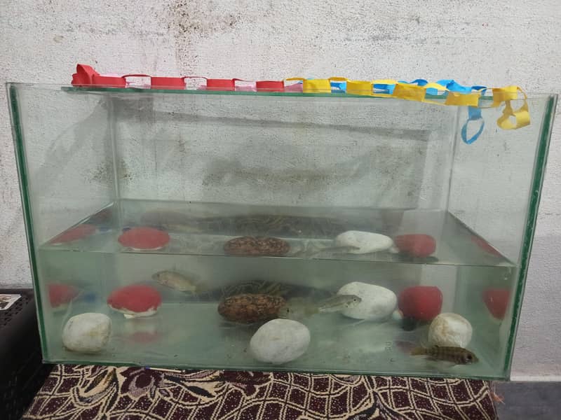 fish aquirium 0