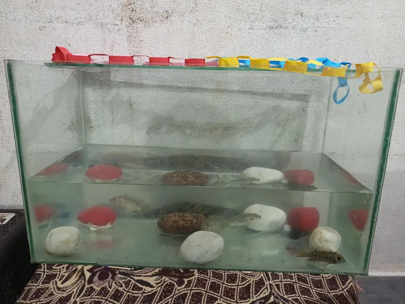 fish aquirium