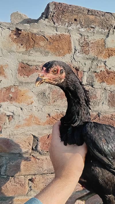 Thai Aseel Murgi Active And Healthy