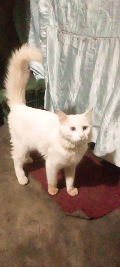 Persian cat for sale