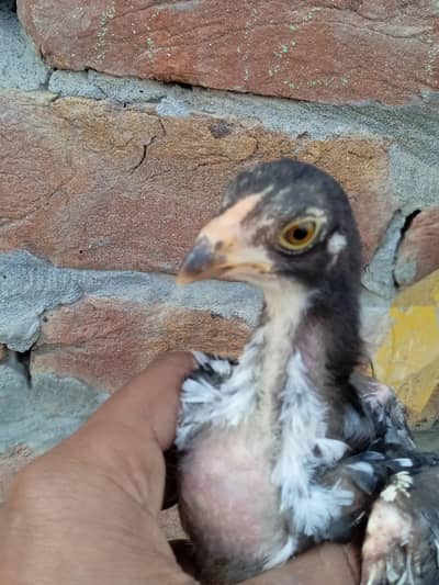 aseel chicks good quality  5 pieces